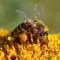Спецпредложения для пчеловодов